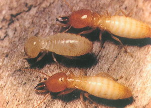 五种常见的白蚁 怎么判断是不是白蚁  第1张