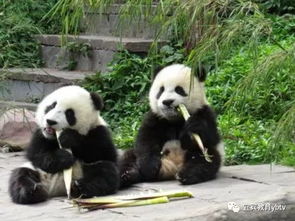 大熊猫活动有什么特点 大熊猫的活动特点简写  第2张