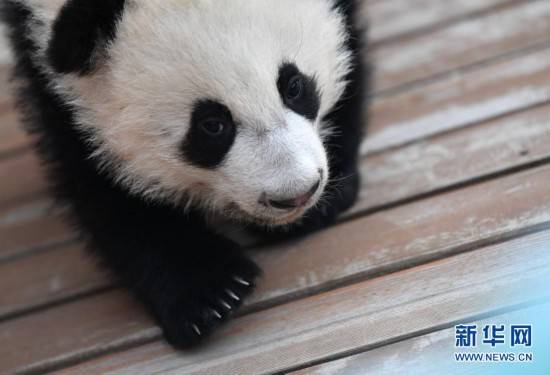 大熊猫活动有什么特点 大熊猫的活动特点简写  第3张