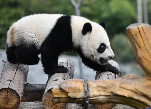 大熊猫活动有什么特点 大熊猫的活动特点简写  第1张