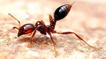 蚂蚁的天敌是什么 蚂蚁最怕的三种克星  第3张