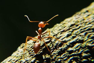 蚂蚁的天敌是什么 蚂蚁最怕的三种克星  第1张