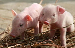 人和猪有什么区别吗 猪是怎么交匹配的  第3张