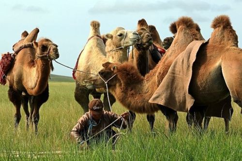 骆驼象征精神是什么 骆驼象征着怎样的精神？  第1张