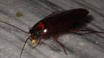 蟑螂可以直接踩死吗 怎么防止蟑螂爬到床上  第2张