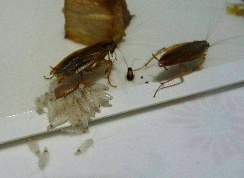 蟑螂可以直接踩死吗 怎么防止蟑螂爬到床上  第3张