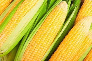 玉米放冰箱可以放多久 煮熟的玉米放冰箱可以放多久  第2张