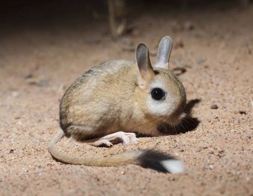 沙漠跳鼠图片 沙漠跳跳鼠几级保护动物  第1张