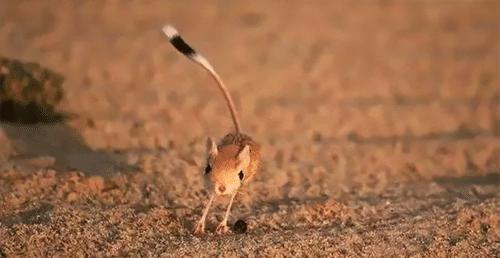 沙漠跳鼠图片 沙漠跳跳鼠几级保护动物  第2张