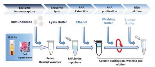 什么是RNase 什么是RNA  第3张