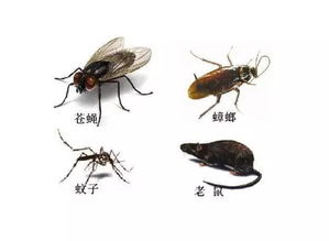 苍蝇的天敌是谁 蚊子最怕的3个克星  第3张