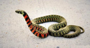 红黑相间的蛇是什么蛇 驱蛇最佳办法  第1张