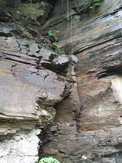 页岩是一种什么岩 页岩是一种什么岩主要是由黏土
