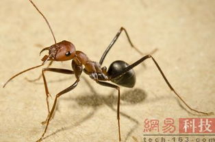 红蚂蚁靠什么来指引它们回家的路的英文 红蚂蚁依靠什么回家  第1张