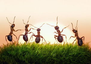 红蚂蚁靠什么来指引它们回家的路的英文 红蚂蚁依靠什么回家  第3张
