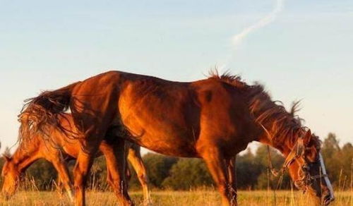 马的长度是多少 马的有多长  第1张