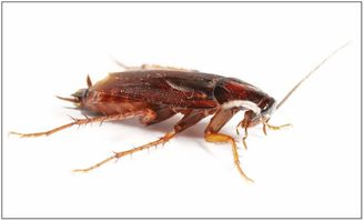 蟑螂的克星是什么 蟑螂的克星是什么东西  第3张