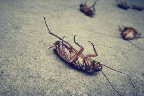 蟑螂的克星是什么 蟑螂的克星是什么东西  第1张