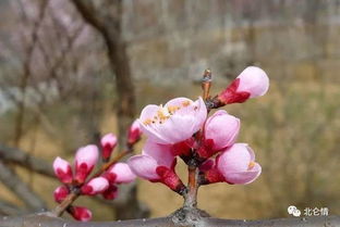 春色满园关不住一枝红杏出墙来理解诗句 春色满园关不住一枝红杏出墙来的深刻含义