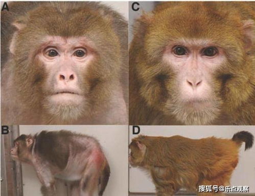 猴子喜欢吃什么食物 猴子喜欢吃什么食物画一画  第1张