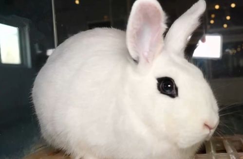 兔子耳朵长尾巴短续编 小兔子的长耳朵短尾巴有什么作用  第1张