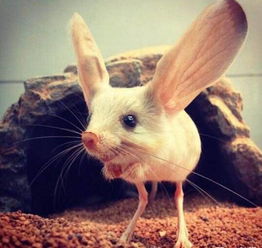 兔子耳朵长尾巴短续编 小兔子的长耳朵短尾巴有什么作用  第2张