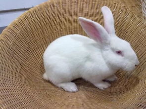 兔子耳朵长尾巴短续编 小兔子的长耳朵短尾巴有什么作用  第3张