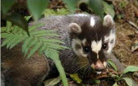 狗獾子是几级保护动物 一只獾的价格  第2张