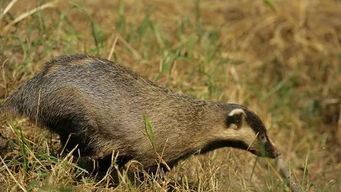 狗獾子是几级保护动物 一只獾的价格  第3张